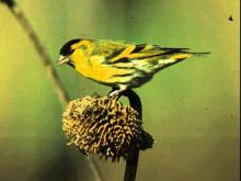 M. Ravel, da Miroirs: n. 2 Oiseaux tristes - A. Corazziari